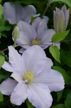 Chelsea Clematis - 1 Gallon Pot 11 Chelsea Clematis - 1 Gallon Pot -Plant Discount Store clematis chelsea 4 1