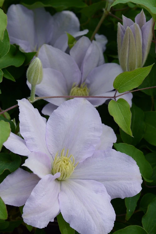 Chelsea Clematis - 1 Gallon Pot 6 Chelsea Clematis - 1 Gallon Pot - Image 4