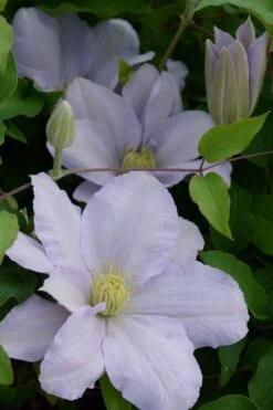 Chelsea Clematis - 1 Gallon Pot 11 Chelsea Clematis - 1 Gallon Pot -Plant Discount Store clematis chelsea 4