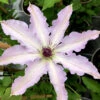Clair De Lune Clematis - 1 Gallon Pot