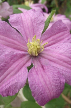 Comtesse De Bouchaud Clematis - 1 Gallon Pot 12 Comtesse De Bouchaud Clematis - 1 Gallon Pot -Plant Discount Store clematis comtesse de bouchaud 1 1