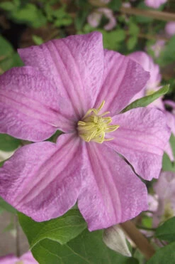 Comtesse De Bouchaud Clematis - 1 Gallon Pot 13 Comtesse De Bouchaud Clematis - 1 Gallon Pot -Plant Discount Store clematis comtesse de bouchaud 2 1