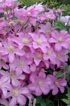 Comtesse De Bouchaud Clematis - 1 Gallon Pot 11 Comtesse De Bouchaud Clematis - 1 Gallon Pot -Plant Discount Store clematis comtesse de bouchaud 3 1
