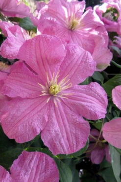 Comtesse De Bouchaud Clematis - 1 Gallon Pot