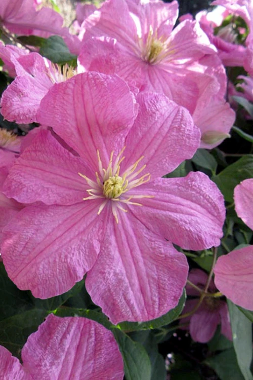 Comtesse De Bouchaud Clematis - 1 Gallon Pot 3 Comtesse De Bouchaud Clematis - 1 Gallon Pot