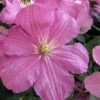 Comtesse De Bouchaud Clematis - 1 Gallon Pot -Plant Discount Store clematis comtesse de bouchaud 7