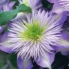 Crystal Fountain Clematis - 1 Gallon Pot -Plant Discount Store clematis crystal fountain 1 1