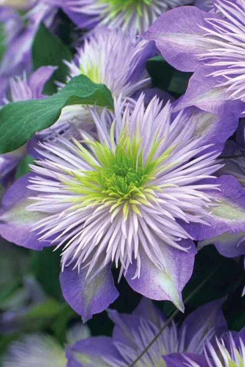 Crystal Fountain Clematis - 1 Gallon Pot 3 Crystal Fountain Clematis - 1 Gallon Pot