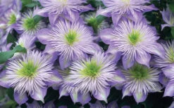 Crystal Fountain Clematis - 1 Gallon Pot 11 Crystal Fountain Clematis - 1 Gallon Pot -Plant Discount Store clematis crystal fountain 2