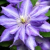 Daniel Deronda Clematis - 1 Gallon Pot