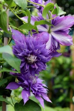 Diamantina Clematis - 1 Gallon Pot 10 Diamantina Clematis - 1 Gallon Pot -Plant Discount Store clematis diamantina 1