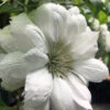 Duchess Of Edinburgh Clematis - 2 Gallon Pot