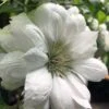 Duchess Of Edinburgh Clematis - 2 Gallon Pot -Plant Discount Store clematis duchess of edinburgh 5