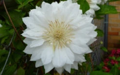 Duchess Of Edinburgh Clematis - 2 Gallon Pot -Plant Discount Store clematis duchess of edinburgh 6 1