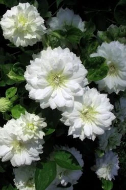Duchess Of Edinburgh Clematis - 2 Gallon Pot -Plant Discount Store clematis duchess of edinburgh 7
