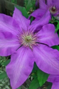 Elsa Spath Clematis - 1 Gallon Pot 11 Elsa Spath Clematis - 1 Gallon Pot -Plant Discount Store clematis elsa spath 7