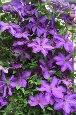 Elsa Spath Clematis - 1 Gallon Pot 10 Elsa Spath Clematis - 1 Gallon Pot -Plant Discount Store clematis elsa spath 9