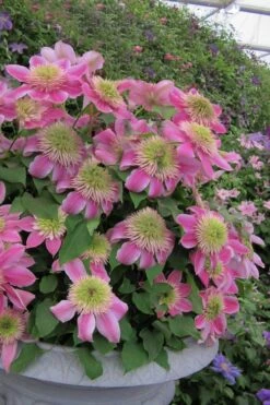 Empress Clematis - 1 Gallon Pot -Plant Discount Store clematis empress 4