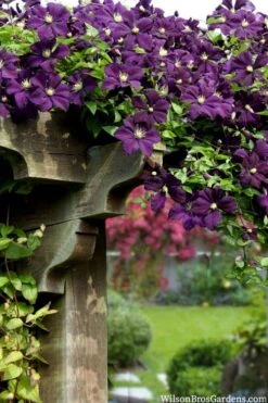 Etoile Violette Clematis - 1 Gallon Pot -Plant Discount Store clematis etoile violette 11