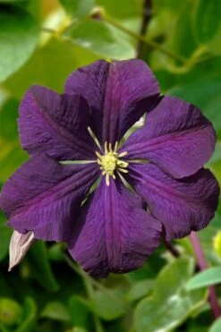 Etoile Violette Clematis - 1 Gallon Pot -Plant Discount Store clematis etoile violette 13