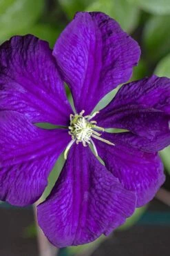 Etoile Violette Clematis - 1 Gallon Pot -Plant Discount Store clematis etolie violette 1