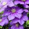 General Sikorski Clematis - 1 Gallon Pot 1 General Sikorski Clematis - 1 Gallon Pot -Plant Discount Store clematis general sikorski 7