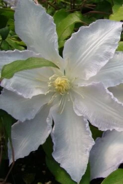 Gillian Blades Clematis - 1 Gallon Pot 11 Gillian Blades Clematis - 1 Gallon Pot -Plant Discount Store clematis gillian blades 5