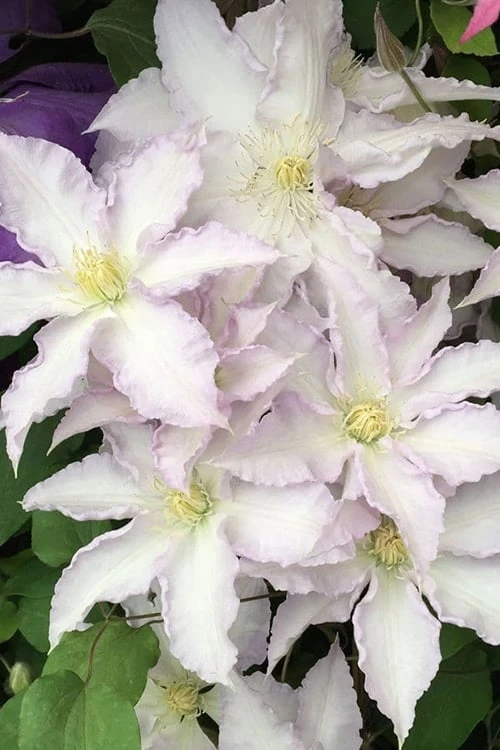 Gillian Blades Clematis - 1 Gallon Pot 7 Gillian Blades Clematis - 1 Gallon Pot - Image 5