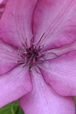 Giselle Clematis - 1 Gallon Pot -Plant Discount Store clematis giselle 10