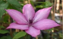 Giselle Clematis - 1 Gallon Pot -Plant Discount Store clematis giselle 11