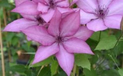Giselle Clematis - 1 Gallon Pot -Plant Discount Store clematis giselle 12