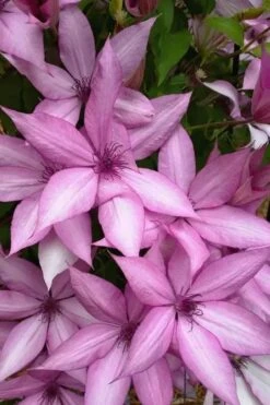Giselle Clematis - 1 Gallon Pot -Plant Discount Store clematis giselle 13