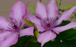 Giselle Clematis - 1 Gallon Pot -Plant Discount Store clematis giselle 7