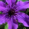 Guiding Promise Clematis - 1 Gallon Pot -Plant Discount Store clematis guiding promise 4