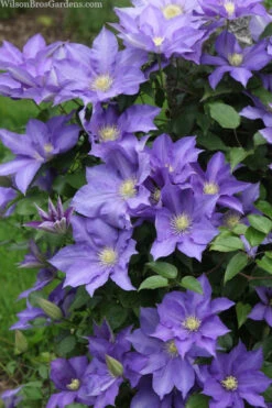 H. F. Young Clematis - 3 Gallon Pot -Plant Discount Store clematis h f young 13