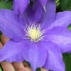 H. F. Young Clematis - 3 Gallon Pot