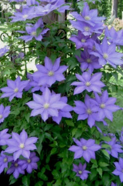 H. F. Young Clematis - 3 Gallon Pot -Plant Discount Store clematis h f young 9