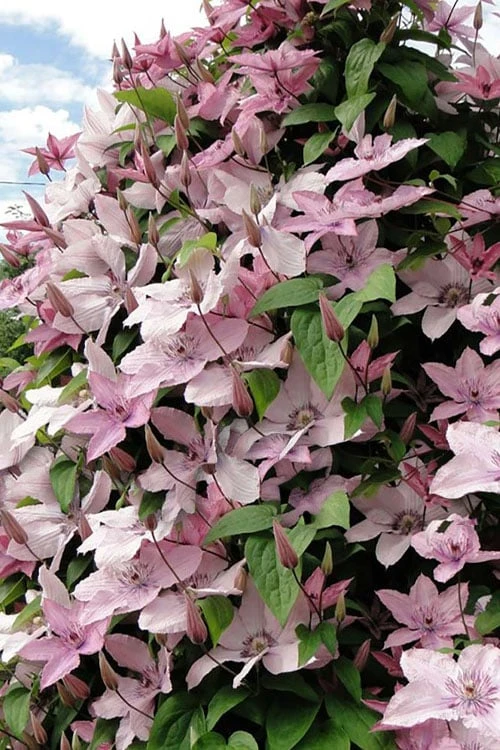 Hagley Hybrid Clematis - 1 Gallon Pot 8 Hagley Hybrid Clematis - 1 Gallon Pot - Image 6