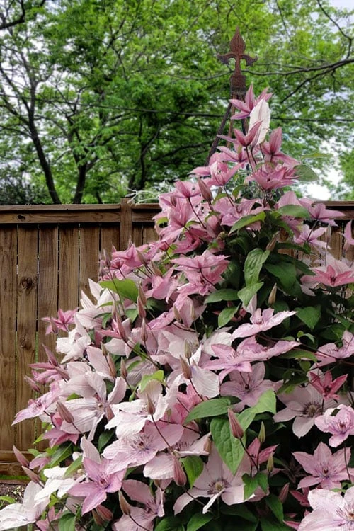 Hagley Hybrid Clematis - 1 Gallon Pot 7 Hagley Hybrid Clematis - 1 Gallon Pot - Image 5