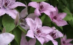 Hagley Hybrid Clematis - 1 Gallon Pot 15 Hagley Hybrid Clematis - 1 Gallon Pot -Plant Discount Store clematis hagley hybrid 13