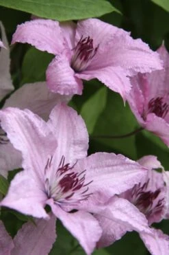 Hagley Hybrid Clematis - 1 Gallon Pot 18 Hagley Hybrid Clematis - 1 Gallon Pot -Plant Discount Store clematis hagley hybrid 14