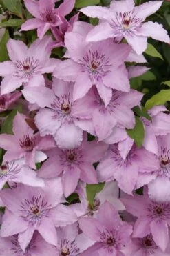 Hagley Hybrid Clematis - 1 Gallon Pot 21 Hagley Hybrid Clematis - 1 Gallon Pot -Plant Discount Store clematis hagley hybrid 15