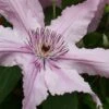 Hagley Hybrid Clematis - 1 Gallon Pot -Plant Discount Store clematis hagley hybrid 20