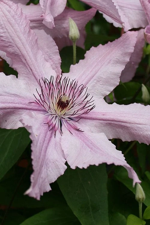 Hagley Hybrid Clematis - 1 Gallon Pot 3 Hagley Hybrid Clematis - 1 Gallon Pot