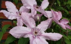 Hagley Hybrid Clematis - 1 Gallon Pot 19 Hagley Hybrid Clematis - 1 Gallon Pot -Plant Discount Store clematis hagley hybrid 21