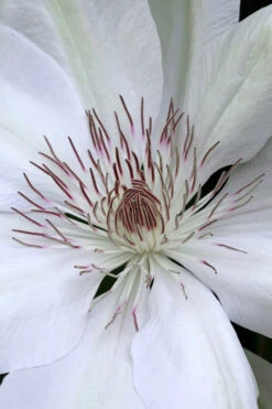 Henryi Clematis - 1 Gallon Pot 15 Henryi Clematis - 1 Gallon Pot -Plant Discount Store clematis henryi 1