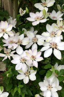 Henryi Clematis - 1 Gallon Pot 16 Henryi Clematis - 1 Gallon Pot -Plant Discount Store clematis henryi 2