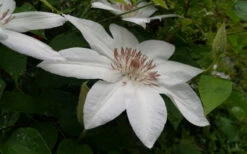 Henryi Clematis - 1 Gallon Pot 17 Henryi Clematis - 1 Gallon Pot -Plant Discount Store clematis henryi 3