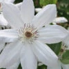 Henryi Clematis - 1 Gallon Pot -Plant Discount Store clematis henryi 5