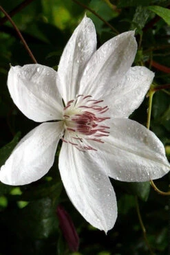 Henryi Clematis - 1 Gallon Pot 19 Henryi Clematis - 1 Gallon Pot -Plant Discount Store clematis henryi 6